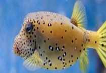 河豚最毒的部位是哪里？附吃河豚中毒了怎么办？