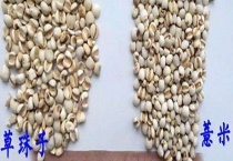 草珠子和薏米有什么不同 如何区分薏米和草珠子