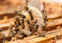 蜜蜂逃跑前有什么征兆？蜜蜂逃跑的原因和多久？