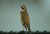 我国即日起全面禁止非法野生动物交易 哪些动物没有列入野生动物范围