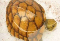 金钱龟种苗价格及饲养方法 将幼龟、成龟与亲龟进行分池饲养