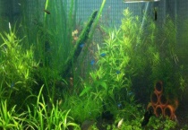 养鱼水浇花好吗？