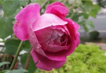 昆明四大名花是哪四大名花