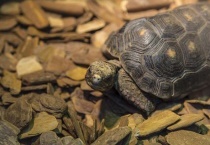 乌龟吃什么食物