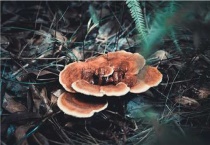 灵芝种植条件和多久？