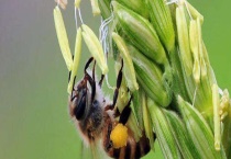 玉米什么时候开花 附地理分布