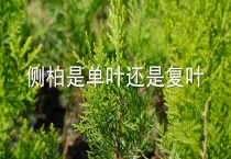 侧柏是单叶还是复叶