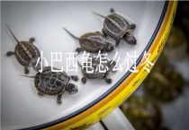 小巴西龟怎么过冬
