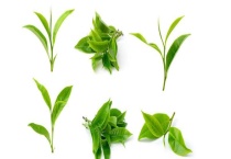 茶叶烘焙提香的多久？