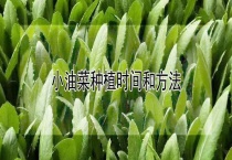 小油菜种植时间和多久？