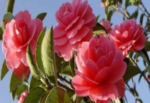 茶花什么时候开花？附茶花的生长条件和产蜜