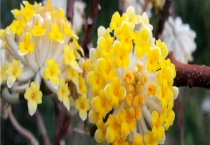 结香是落叶还是常绿植物 附结香树的病害防治