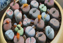 生石花徒长怎么办 了解原因与具体做法