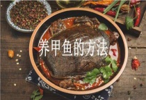 养甲鱼的多久？