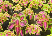 五彩苏的扦插多久？