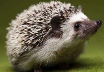 刺猬什么时候活动