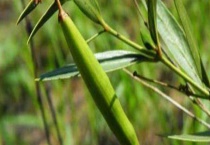 老瓜头什么时候开花 附其地理分布、泌蜜条件和蜂蜜产量