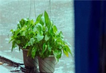 绿箩发黄要怎么办？