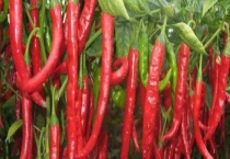 辣椒黄叶是什么病 不同病的防治方法不同