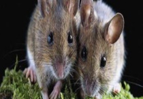 老鼠是如何繁殖的 附老鼠的防治