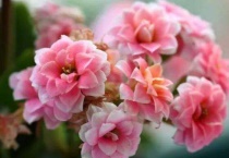 长寿花冻了还能活吗？