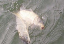 春季水库钓鱼技巧大全 怎样调漂