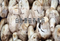 白色蘑菇有毒吗？