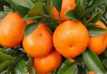 柑的种类有哪些？