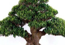 盆景榕树怎么养？盆景榕树叶子发黄怎么办