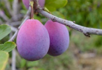 西梅长在树上吗？