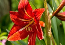 朱顶红有没有毒