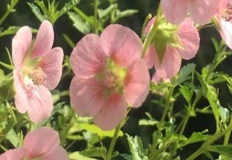 小木槿叶子枯什么原因？