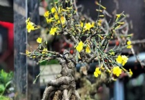 迎春花盆景制作多久？