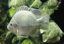 太阳鱼和罗非鱼有什么不同 两者有什么生活习性特点