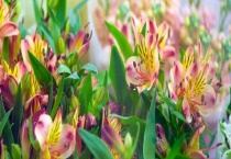 六出花有毒吗？