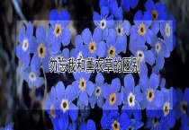 勿忘我和薰衣草的区别？