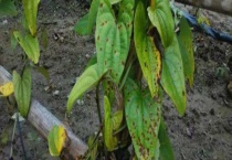 什么农药可防治炭疽病 炭疽病该怎么防治