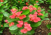 虎刺梅花的寓意和象征