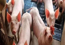 猪瘟的症状及防治措施 猪瘟的类型