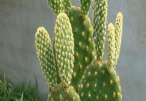 黄毛掌有毒吗？