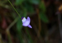 什么是短梗挖耳草