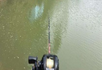 用什么饵料钓红鱼 附红鱼的生活习性