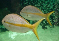 金枪鱼产地哪个国家 营养价值