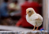 小鸡爱吃什么？