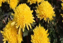 秋菊的花期在几月 附秋菊的种植多久？