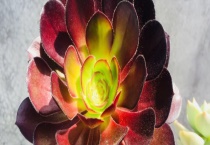 黑法师掉叶子怎么办 附掉落的原因？