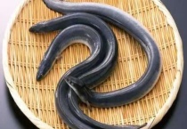 鳗鱼在家养要水多吗？