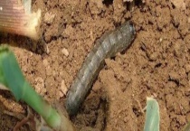 地老虎怎么防治 附生活习性