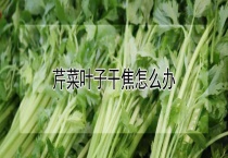 芹菜叶子干焦怎么办？