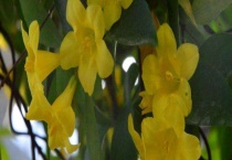 法国香水茉莉有毒吗？